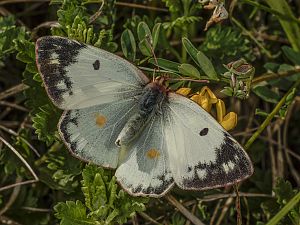 Colias hyale