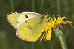 Colias hyale