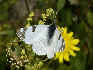 Euchloe ausonia