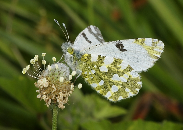 Euchloe ausonia