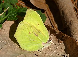 Gonepteryx rhamni