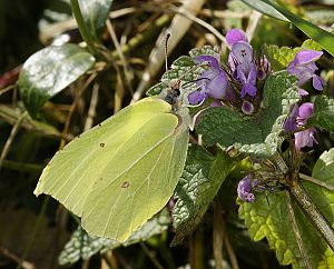 Gonepteryx rhamni