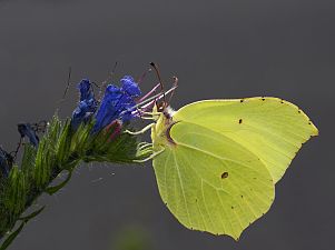 Gonepteryx rhamni