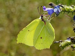 Gonepteryx rhamni