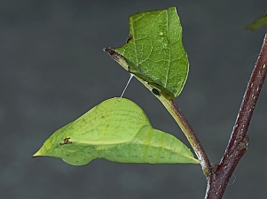 Gonepteryx rhamni