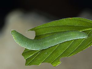 Gonepteryx rhamni