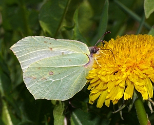 Gonepteryx rhamni