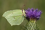 Gonepteryx rhamni