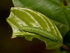 Gonepteryx rhamni Raupe