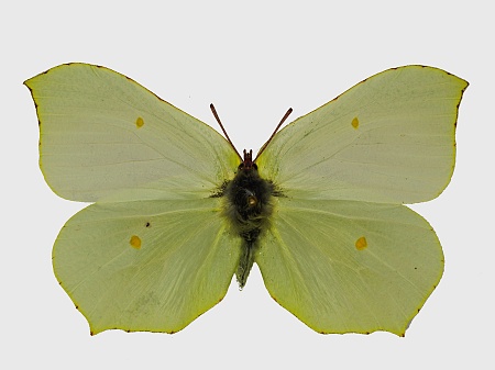 Gonepteryx rhamni