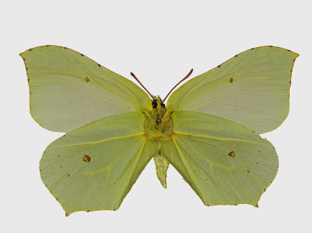 Gonepteryx rhamni