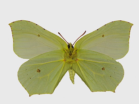 Gonepteryx rhamni