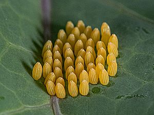 Pieris brassicae Ei