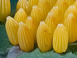 Pieris brassicae Ei