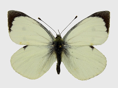 Pieris brassicae