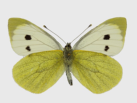 Pieris brassicae