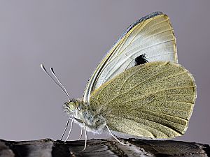 Pieris brassicae