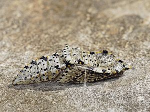 Pieris brassicae