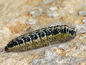 Pieris brassicae