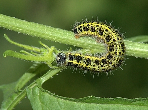 Pieris brassicae