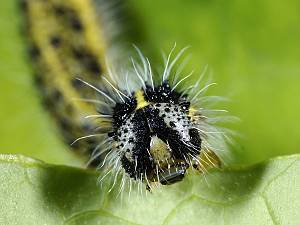 Pieris brassicae Raupe