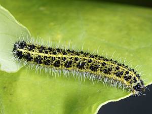 Pieris brassicae Raupe