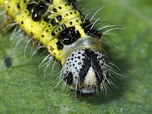 Pieris brassicae