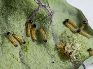 Pieris brassicae Raupe