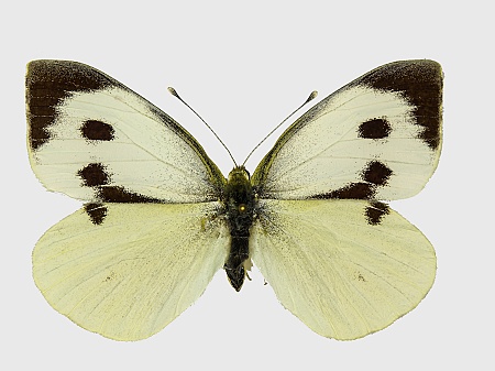 Pieris brassicae