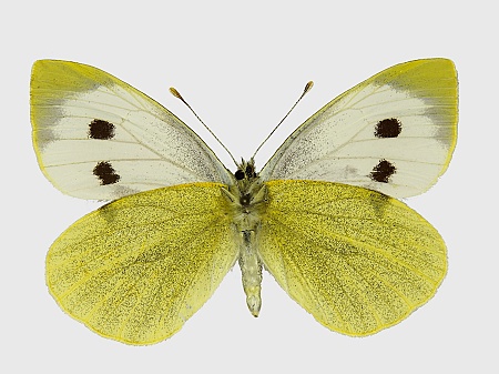 Pieris brassicae