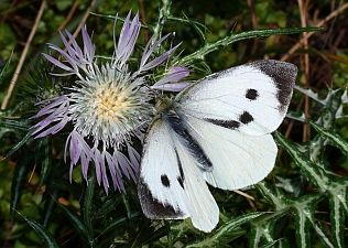 Pieris brassicae