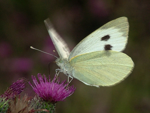 Pieris brassicae