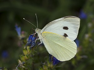 Pieris brassicae