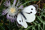 Pieris brassicae