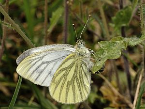 Pieris napi