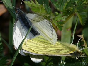 Pieris napi