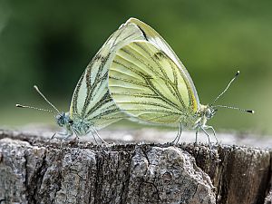 Pieris napi