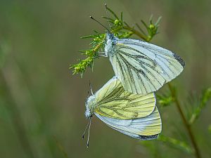 Pieris napi