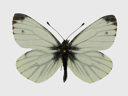 Pieris napi