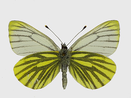 Pieris napi