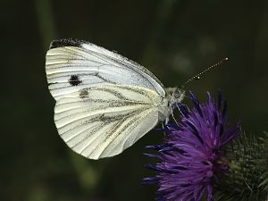 Pieris napi