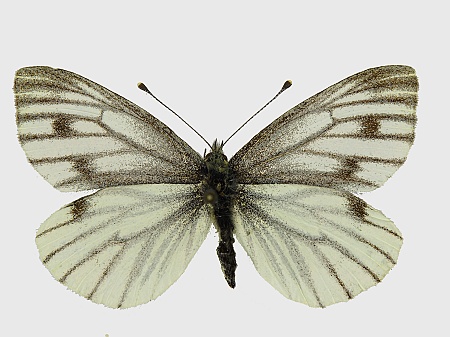 Pieris napi