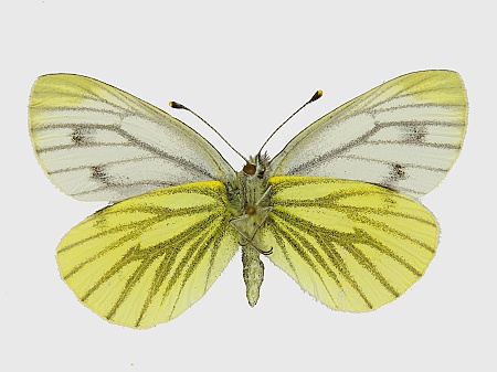 Pieris napi