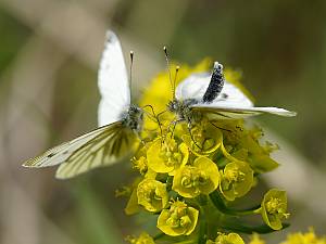 Pieris napi