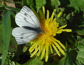 Pieris napi