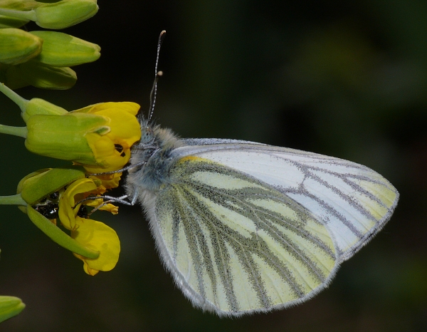 Pieris napi