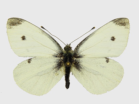 Pieris rapae