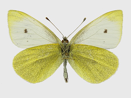 Pieris rapae