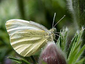 Pieris rapae