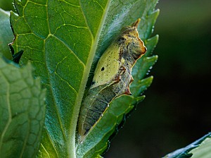 Pieris rapae